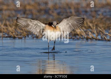 Wilson's Phalarope, lago Cochise, Willcox, Arizona, Stati Uniti, aprile 2025 Foto Stock