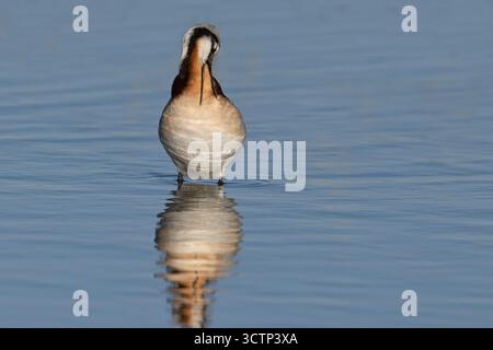 Wilson's Phalarope, lago Cochise, Willcox, Arizona, Stati Uniti, aprile 2025 Foto Stock