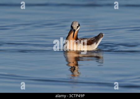 Wilson's Phalarope, lago Cochise, Willcox, Arizona, Stati Uniti, aprile 2025 Foto Stock