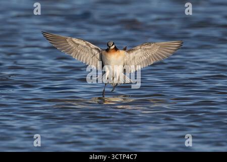 Wilson's Phalarope, lago Cochise, Willcox, Arizona, Stati Uniti, aprile 2025 Foto Stock