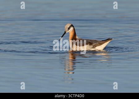Wilson's Phalarope, lago Cochise, Willcox, Arizona, Stati Uniti, aprile 2025 Foto Stock
