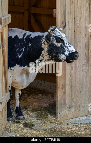 Vacca di Vosgienne in stalla/vacca di legno, razza bovina francese che si trova principalmente nei Vosgi in Francia Foto Stock