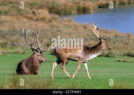 Cervo a riposo europeo (Dama dama) buck / maschio e cervo rosso (Cervus elaphus) con grosse corna in prato sulla riva del lago in autunno / autunno Foto Stock