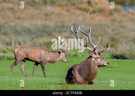 Due cervi rossi (Cervus elaphus) con grosse corna che riposano nei prati durante il rut in autunno/autunno Foto Stock