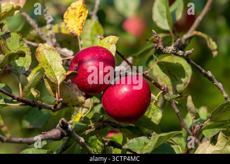 Due mele rosse mature appese al ramo di un melo (Malus domestica) in autunno/autunno Foto Stock