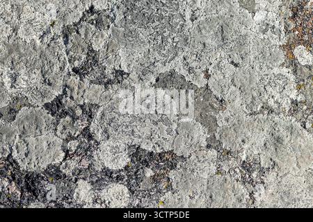 Robusta superficie di roccia grigia con calcare testurizzato con sottili licheni e muschio. Texture foto di sfondo naturale astratta Foto Stock
