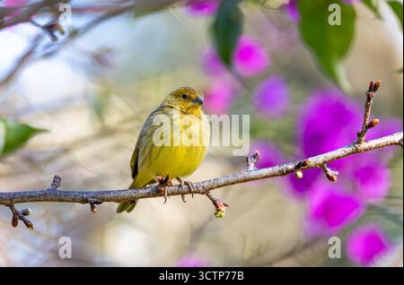 Zafferano finch (Sicalis flaveola), tanager proveniente dal Sud America, comune in aree aperte e semi-aperte al di fuori del bacino amazzonico. Itaiacoca, Ponta Grosa, Parana Foto Stock