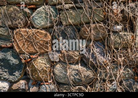 Parete di pietra intemprata coperta da viti per arrampicata a secco. Vista ravvicinata di un muro rustico in pietra con viti secche intrecciate, che mostra texture naturali e. Foto Stock