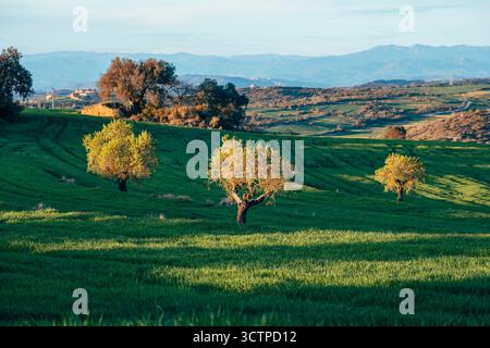 Tre piccoli alberi con foglie gialle dorate in fila su un dolce pendio verde, con dolci colline e montagne lontane sullo sfondo rurale Foto Stock