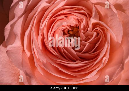 Primo piano di una rosa rosa con petali a strati. Una rosa che mostra petali a strati stretti che si intrecciano in un centro testurizzato. Foto Stock