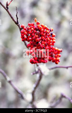 Bacche di rowan rosse su un ramo Foto Stock