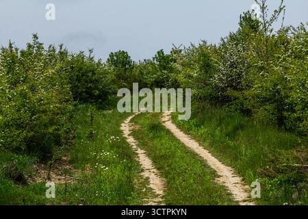 Un tortuoso sentiero sterrato si snoda attraverso un lussureggiante paesaggio verde pieno di alberi e fiori selvatici sotto un cielo nuvoloso creando un'atmosfera tranquilla per ex Foto Stock