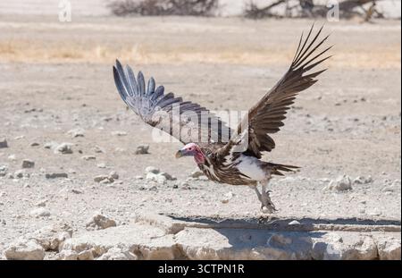 Avvoltoio a faccia di lattera, avvoltoio nubiano, Torgos tracheliotos, in volo, Kgalagadi Transborder Park, Sudafrica, Africa Foto Stock