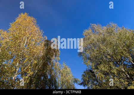 foresta mista con diversi alberi decidui contro il cielo blu in autunno, cime degli alberi durante la caduta delle foglie Foto Stock