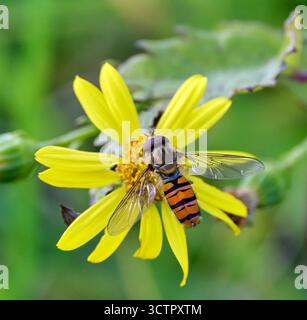 Marmellata Hoverfly maschio (Episyrphus balteatus). Harewood Common, Andover, Hampshire, Inghilterra. Foto Stock