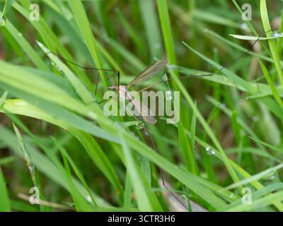 Primo piano Macro di gru prato vola con l'esoscheletro visibile Foto Stock