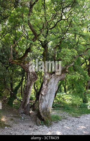 Antico albero di quercia storto, o vecchio albero di quercia di Spalato, specie di Querus Foto Stock