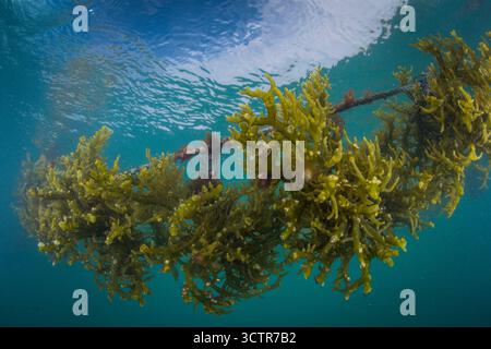 Foto sott'acqua di alghe che crescono su una linea di corda in un allevamento di alghe, vicino a Semporna, Sabah, Borneo, Malesia. Foto Stock