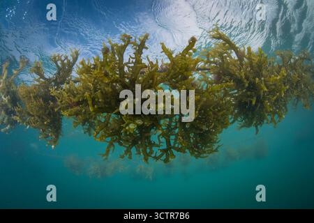 Foto sott'acqua di alghe che crescono su una linea di corda in un allevamento di alghe, vicino a Semporna, Sabah, Borneo, Malesia. Foto Stock