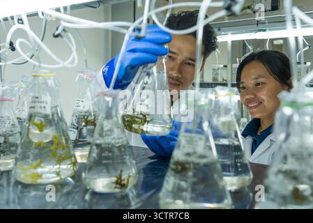 Due scienziati malesi delle alghe in un laboratorio che ispezionano campioni di alghe in provette per test, Kota Kinabalu, Sabah, Borneo, Malesia. Foto Stock
