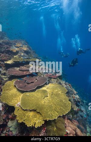 Ampio ritratto della barriera corallina poco profonda e incontaminata, colori naturali mozzafiato e gruppo di subacquei in acqua blu e superficie superiore. Komodo, Indonesia. Foto Stock
