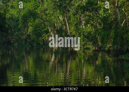 Alberi e fitte foreste pluviali sulle rive di un affluente fluviale, e il suo riflesso sulle acque calme. Fiume Kinabatangan, Sabah, Borneo, Malesia. Foto Stock