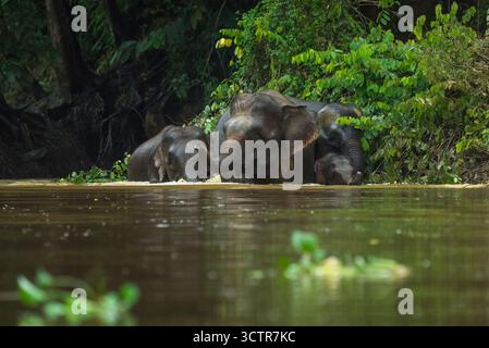 4 elefanti pigmei del Borneo (Elephas maximus borneensis) con un piccolo bambino in acqua sul bordo di un fiume con i loro tronchi sollevati Foto Stock