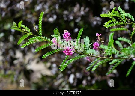 Fiori estivi viola chiaro / rosa e grazioso e delicato fogliame di Indigofera heterantha, Indaco dell'Himalaya Regno Unito giardino settembre Foto Stock