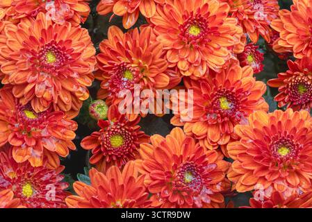 Piante di Crysanthemum rosso e giallo arancio brillante in piena fioritura Foto Stock
