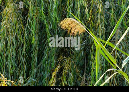 Gambo piumato di erba alta con una messa a fuoco precisa su lussureggianti rami verdi di salice, creando un sereno sfondo naturale per temi stagionali o botanici Foto Stock