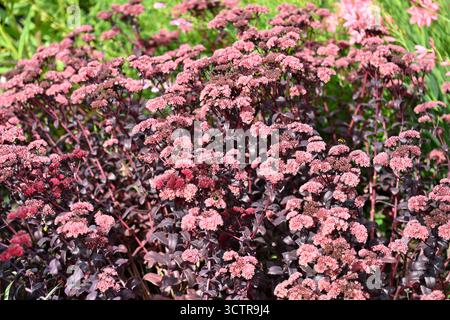 Fogliame viola e fiori estivi rosa di Sedum o Stonecrop Hylotelephium Chocolate Cherry UK Garden settembre Foto Stock