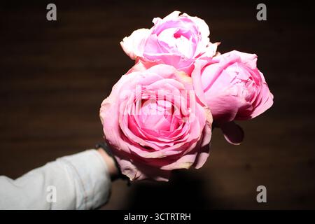 Primo piano di una mano che regge tre rose rosa su uno sfondo scuro, scattate con un flash che enfatizza la texture e i colori vivaci. Foto Stock