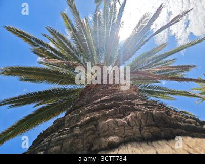 Un'alta palma si erge in modo prominente contro un cielo blu limpido, con le sue fronde che si estendono verso l'alto. La luce solare filtra le foglie, diffondendo una calda luce soffusa. Foto Stock
