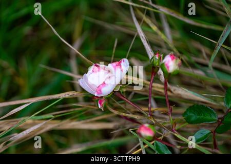 Primo piano di delicate rose rosa selvatiche in giardino, splendidi fiori in fiore sullo sfondo naturale Foto Stock