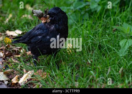 Corvo che tiene il pane in bocca, uccello che tiene le foglie nel becco, corvo nero primo piano scatta con una fotocamera Sony a6700 con obiettivo macro da 100 mm Foto Stock