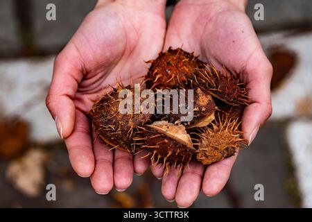 Frutti di castagno in mano, primo piano di una ragazza che tiene gusci di castagne d'India e noci in autunno Foto Stock