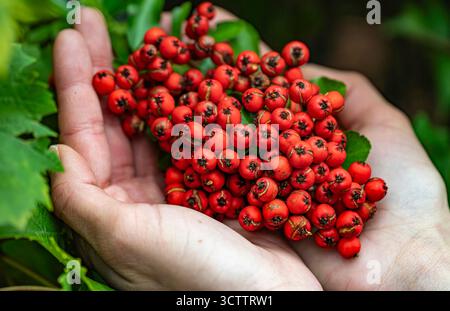 Foto macro delle bacche di rowan arancioni su un albero tenuto in mano, primo piano della natura autunnale Foto Stock