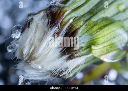 Foto macro primo piano di un dente di leone con gocce d'acqua, rugiada mattutina sui fiori, bocciolo di leone chiuso girato con una fotocamera Sony a6700 con macro da 100 mm Foto Stock