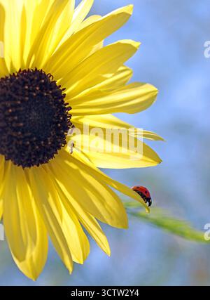 Immagine a tutto campo di una testa di girasole (Helianthus annuus; girasole comune) contro il cielo blu con un ladybird (coccinella) a 7 punti arroccato su un petalo. Foto Stock