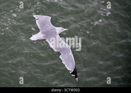 Un singolo gabbiano sorvola con grazia la superficie dell'acqua scura, con le sue ali allungate in pieno volo. Un simbolo di libertà e natura. Foto Stock
