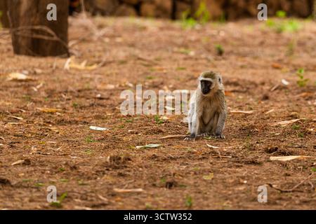 Una scimmia vervet si trova a Kilima, Kenya, osservando i suoi dintorni. Foto Stock