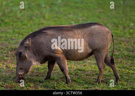 Un warthog pascolò a Kilima, in Kenya. Si forgiano per il cibo, usando le loro snout e le zanne per scavare radici e tuberi. Foto Stock