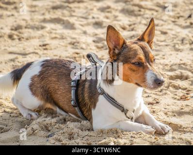 Jack Russell Terrier sulla spiaggia Foto Stock