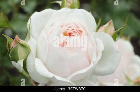 Rosa Chandos Beauty, rosa ibrida da da tè con grandi e profumate fiori rosa cremosi Foto Stock