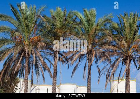 Impianto di stoccaggio del carburante con grandi serbatoi in loco e palme in primo piano. Foto Stock