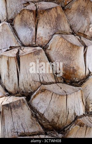 Primo piano dettagliato della corteccia di palma che mostra una consistenza ruvida. Ideale per la natura, lo sfondo o l'uso di design. Foto Stock