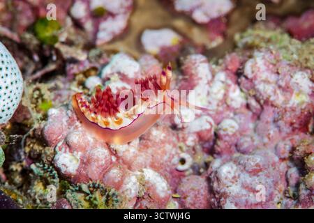 Nudibranca eolide, Coryphellina rubrolineata (ex Flabellina rubrolineata), Isola di Gangga, Manado, Sulawesi, Indonesia, oceano Indo-Pacifico Foto Stock