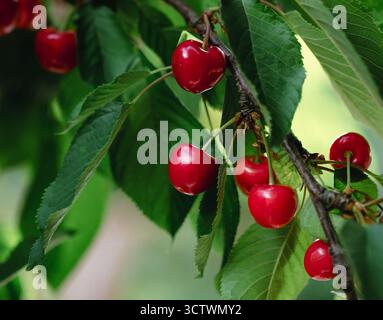 Grappolo fresco di ciliegie rosse mature appese al ramo con sfondo di foglie verdi. Raccolta estiva della frutta ambiente naturale. Sfondo, posizione per t Foto Stock