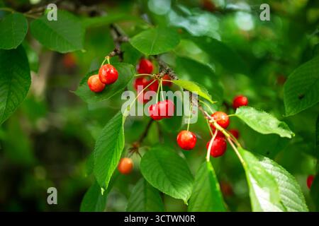 Grappolo fresco di ciliegie rosse mature appese al ramo con sfondo di foglie verdi. Raccolta estiva della frutta ambiente naturale. Sfondo, posizione per t Foto Stock