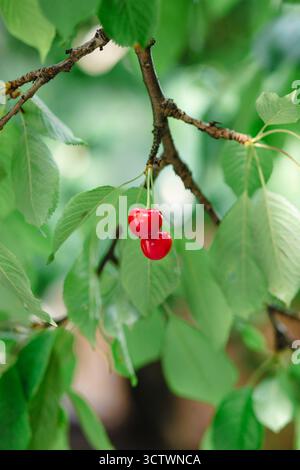 Grappolo fresco di ciliegie rosse mature appese al ramo con sfondo di foglie verdi. Raccolta estiva della frutta ambiente naturale. Sfondo, posizione per t Foto Stock